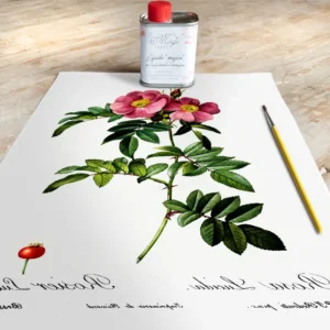 Stampa Trasferibile “BOTANICA, ROSA LUCIDA” 28×40 cm