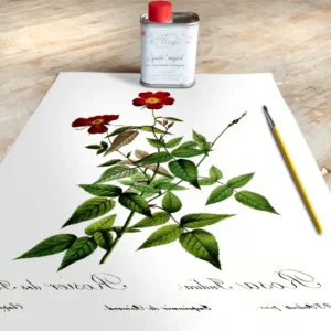 Stampa Trasferibile “BOTANICA, ROSA SELVATICA” 28×40 cm